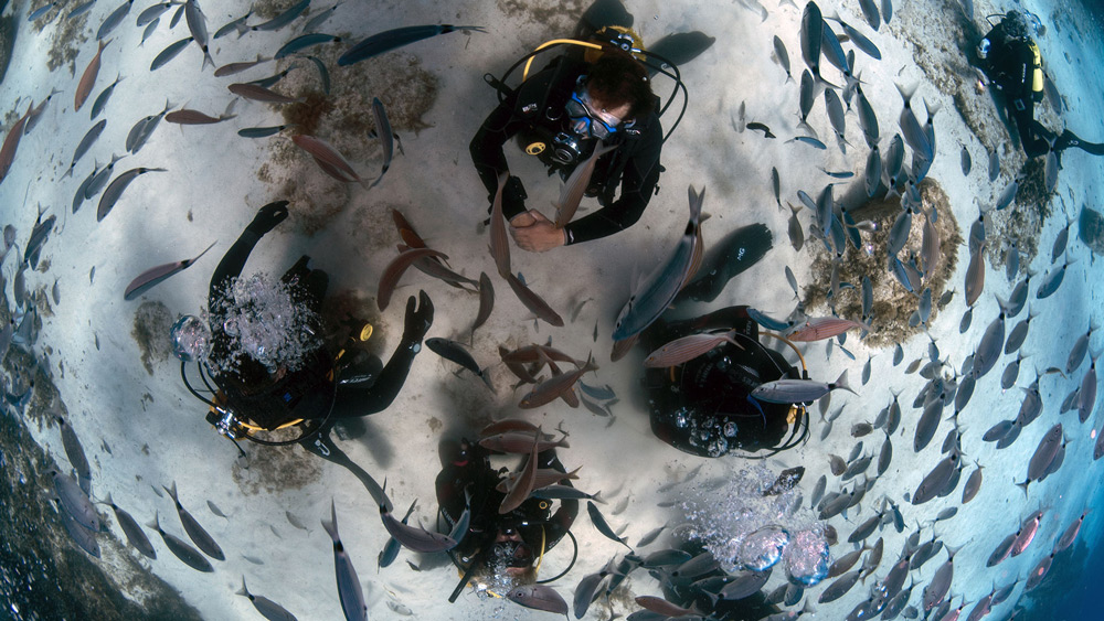 subacquea-podcast-squali