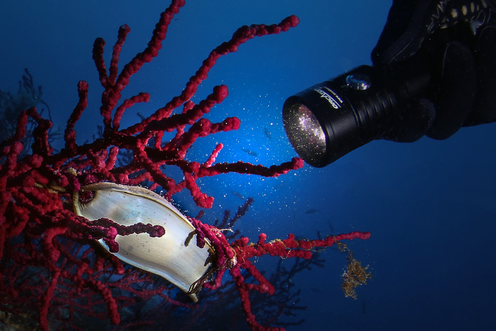 torcia sub regalo natale