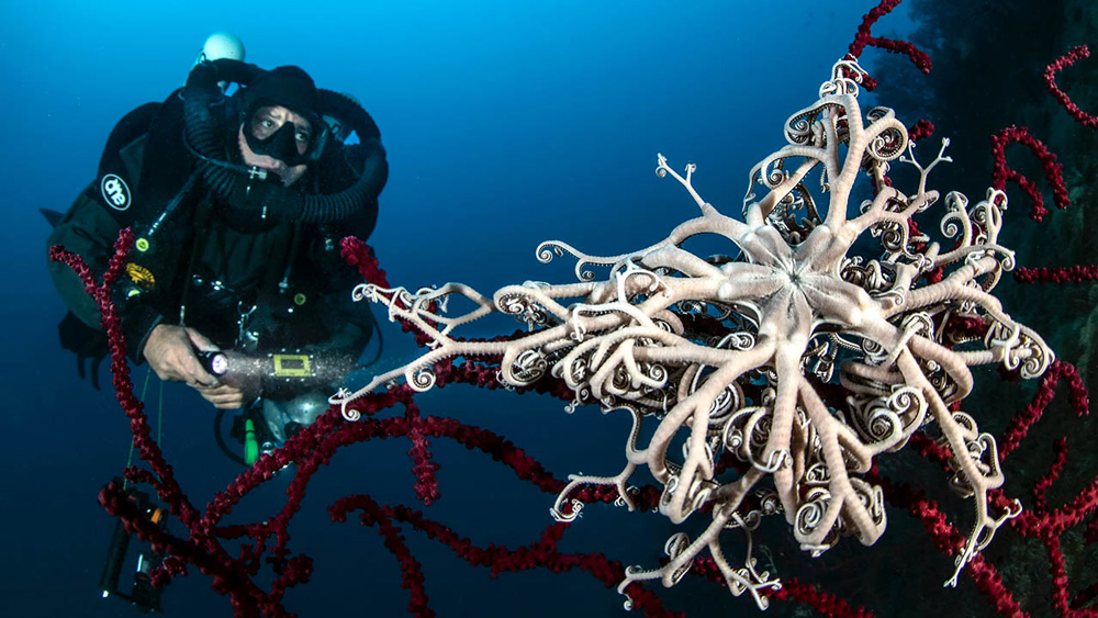 Orcatorch torcia subacquea d 710