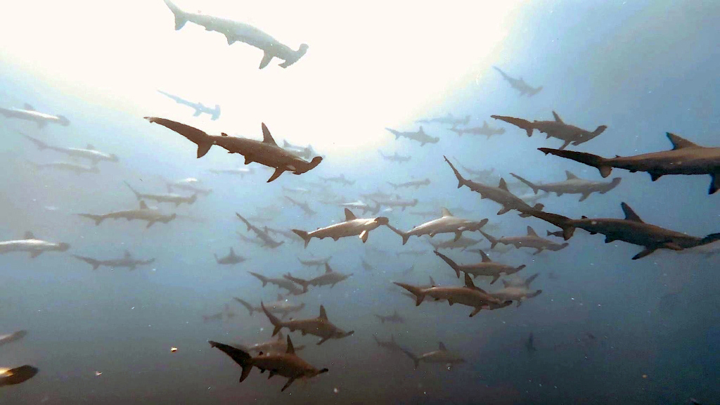 danishark squali martello giappone