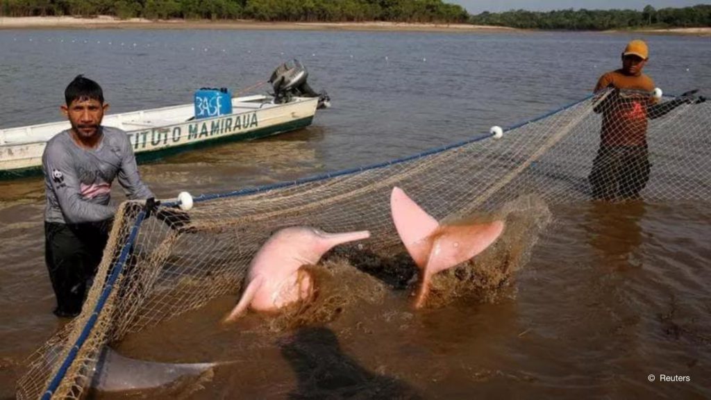 delfini rosa amazzonia brasile