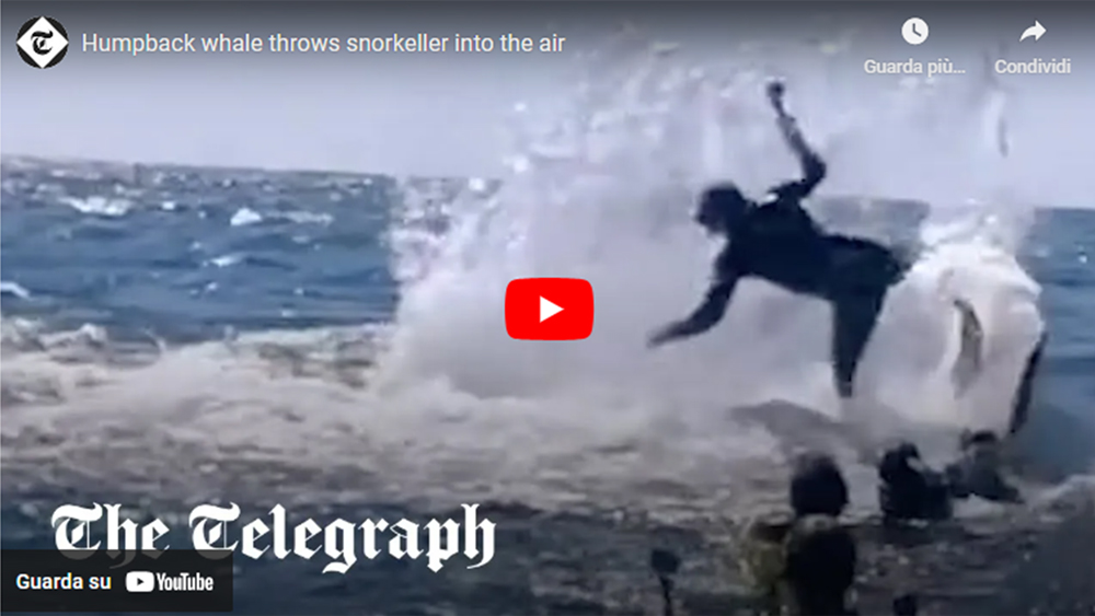 megattera lancia snorkeler australia