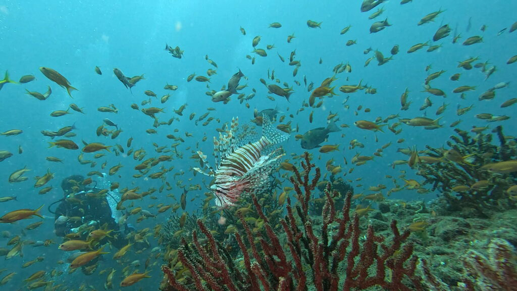pesce leone giappone mikomoto offerta