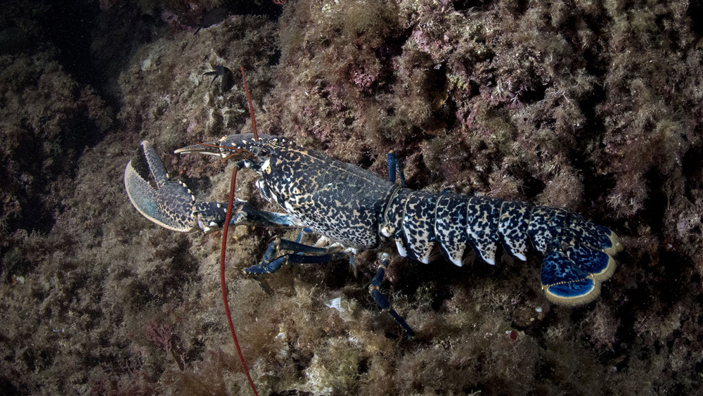 podcast-subacqueo buone bolle tremiti
