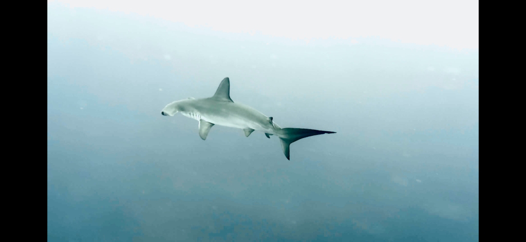 squalo martello offerta danishark