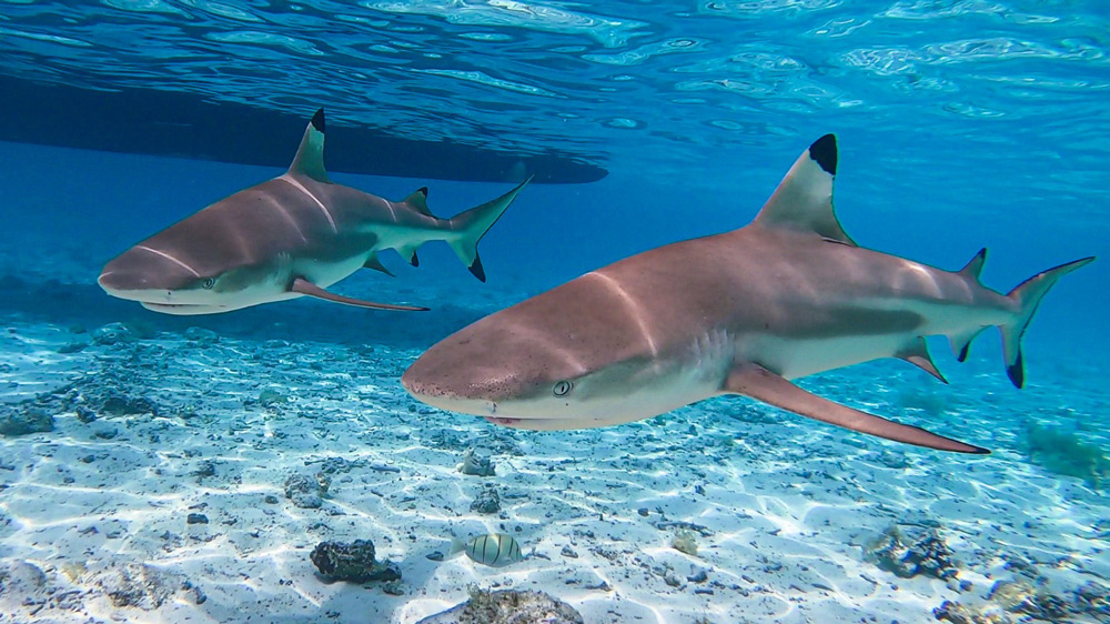 Bora Bora polinesia squali