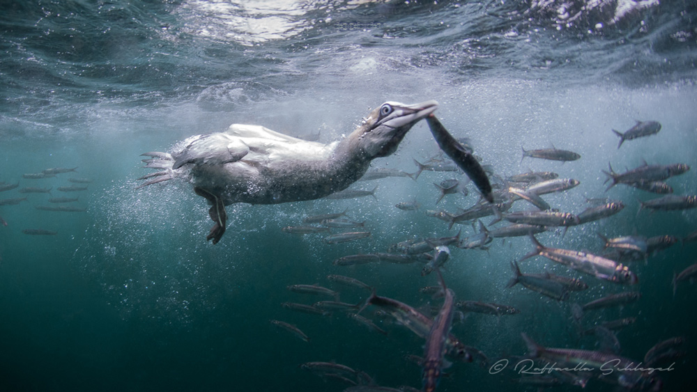 Sardine run gabbiano