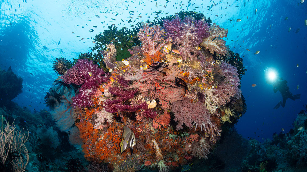 crociera indonesia subacquea coralli