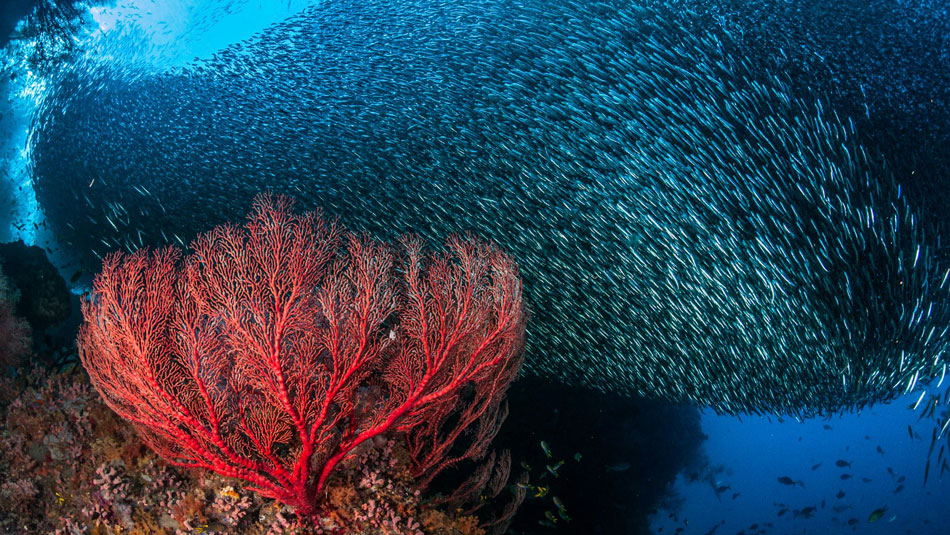 raja ampat dewi offerte