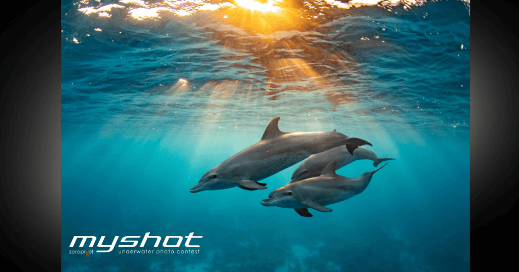 My shot vincitrice lausdei