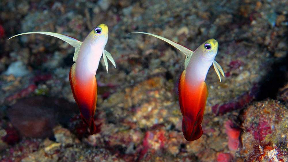 Red fire Goby coppia pesci