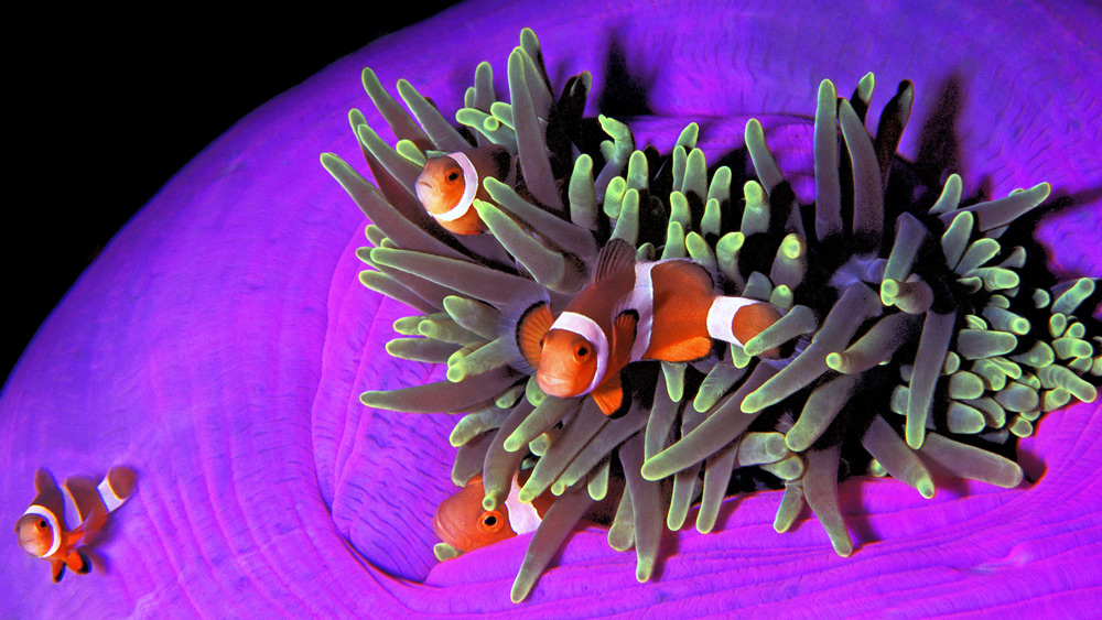 pescepagliaccio anemone filippine visaya