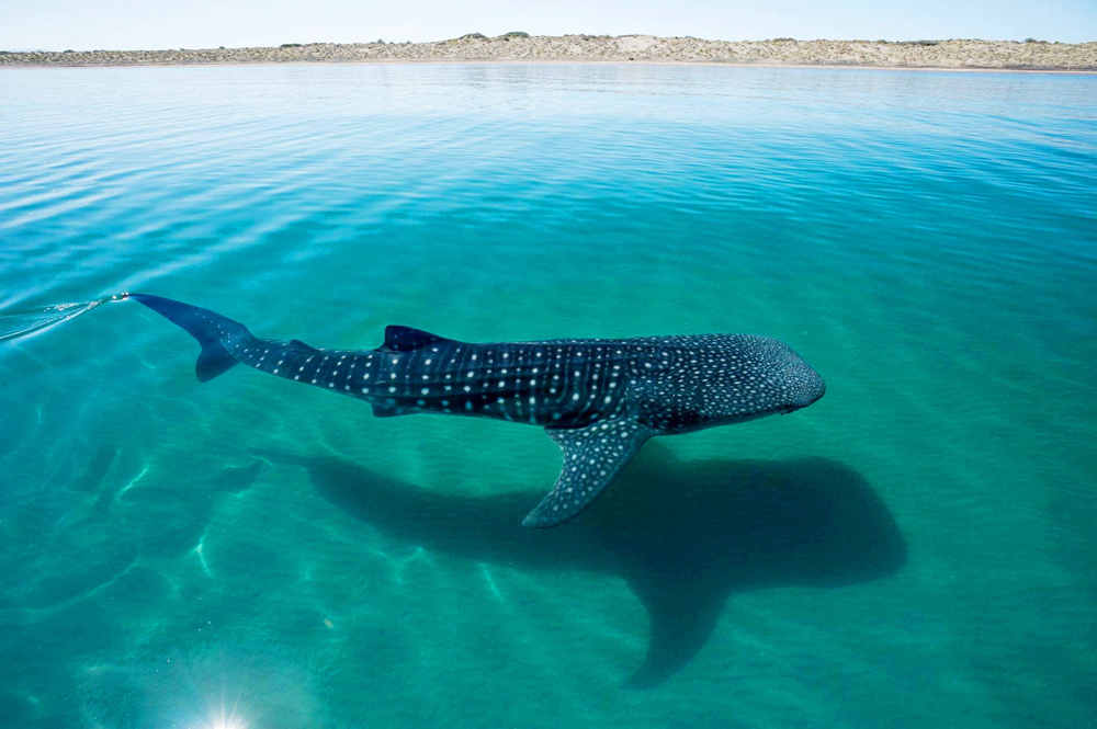 squalo balena baja california