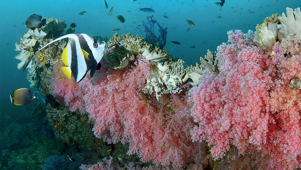 crociera oman barriera corallina