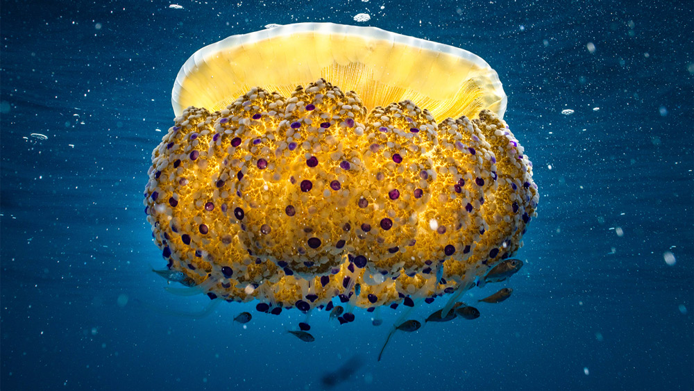medusa gialla mediterraneo