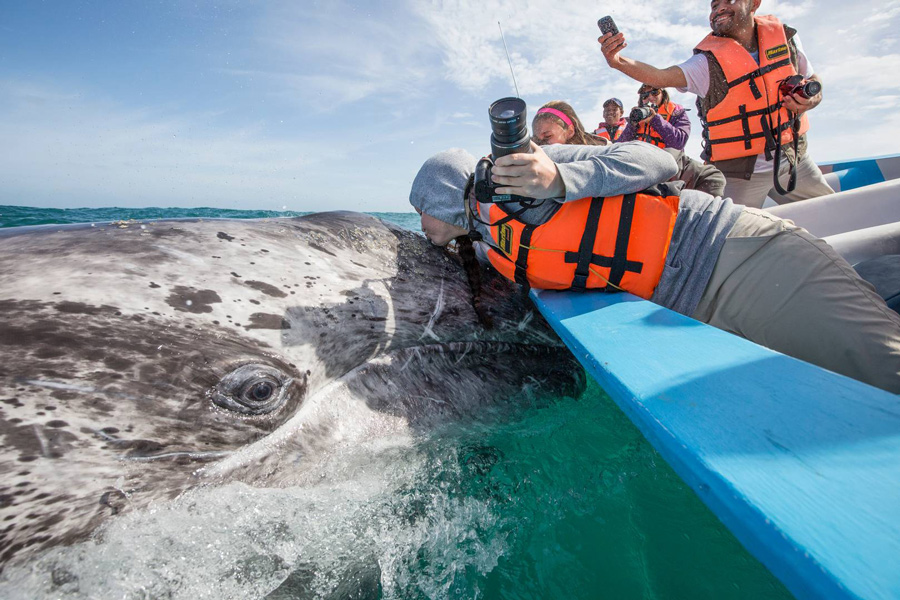 megattera baja california