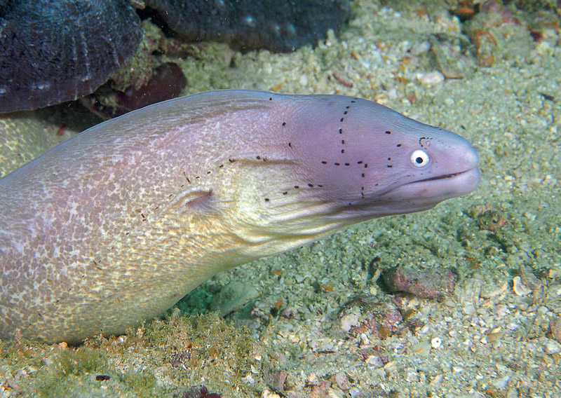 murena immersioni oman