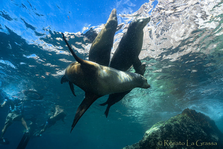 otarie baja california offerta viaggio