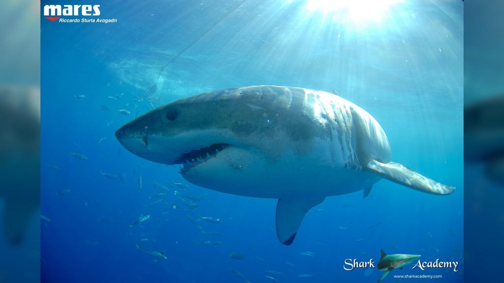 squalo bianco biologia comportamento