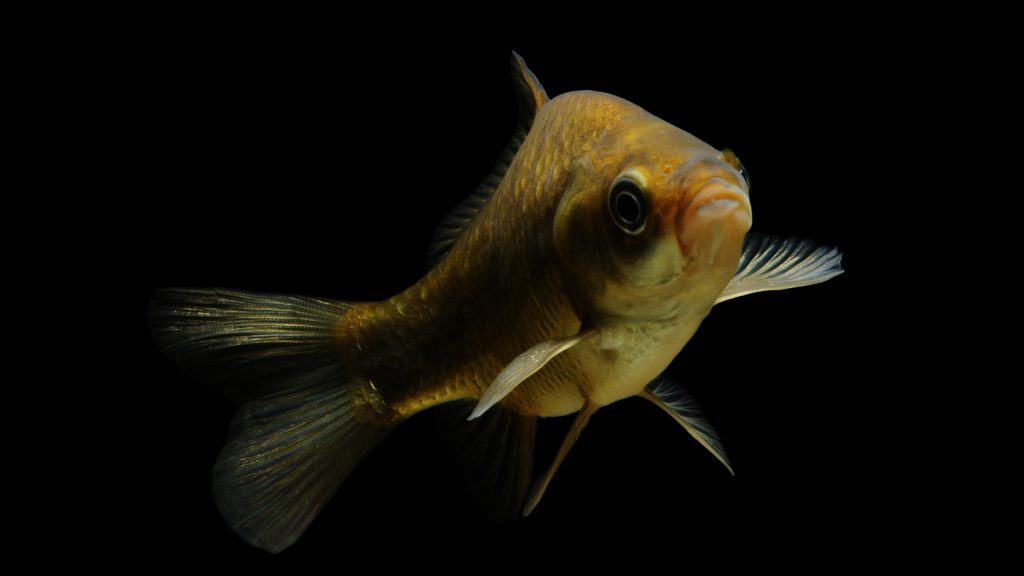 carassio garda marchiori