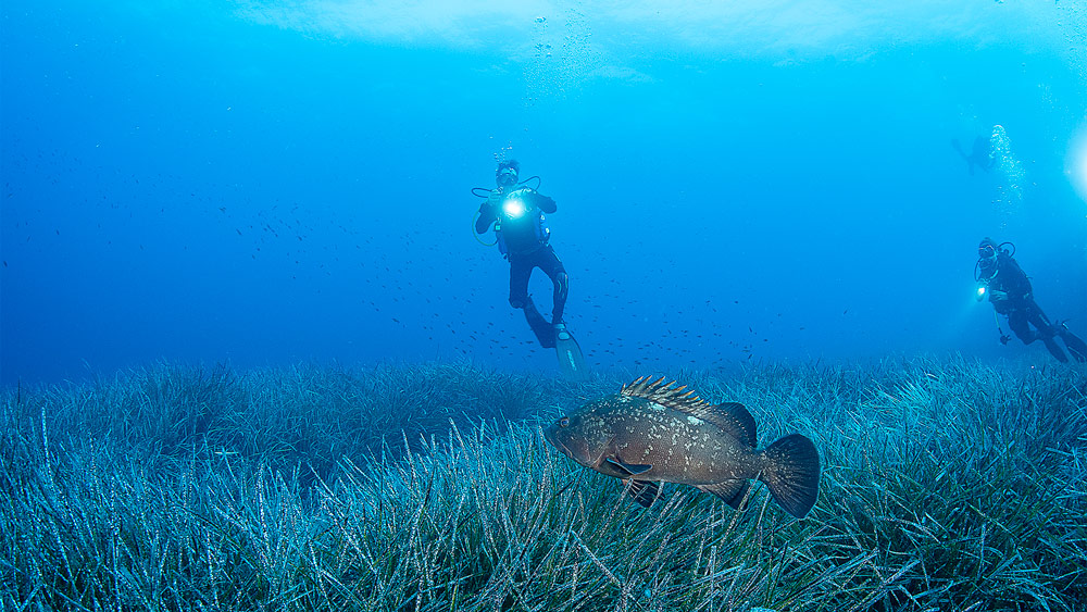 immersioni pianosa isola elba cernia