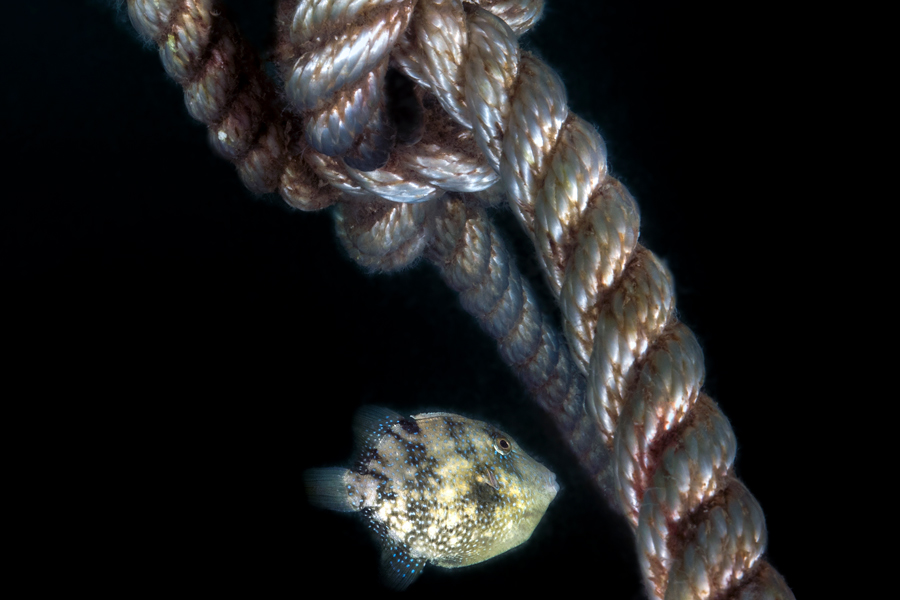 pesce balestra mediterraneo