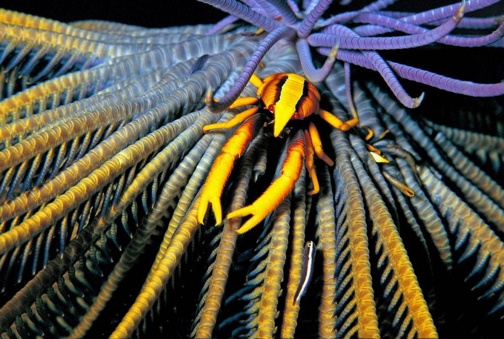 Granchio Allogalathea elegans e pesce rampino Discotrema crinophila su un crinoide, con colori vivaci e dettagli intricati.