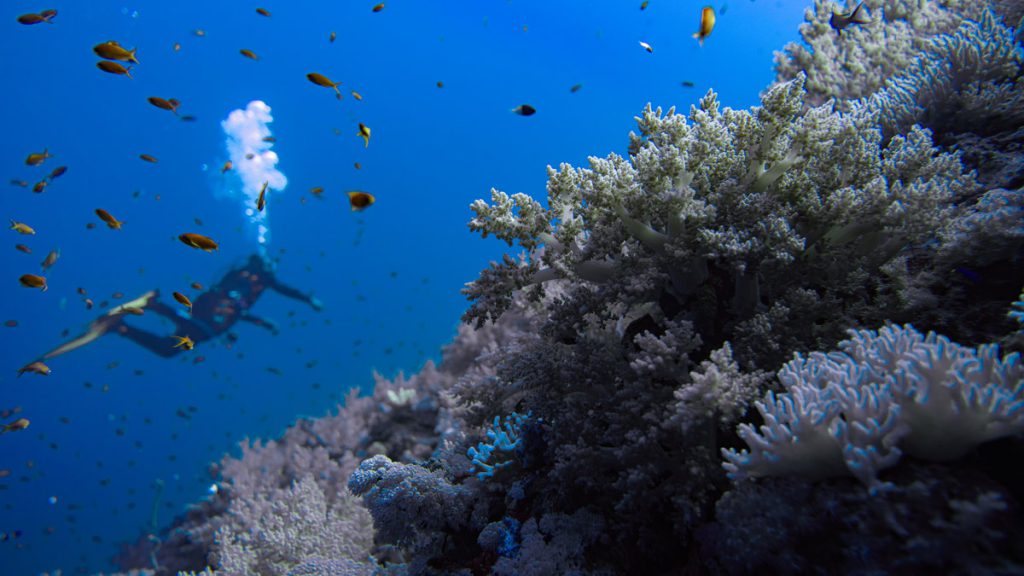 coralli barriera pesci immersione mar rosso egitto