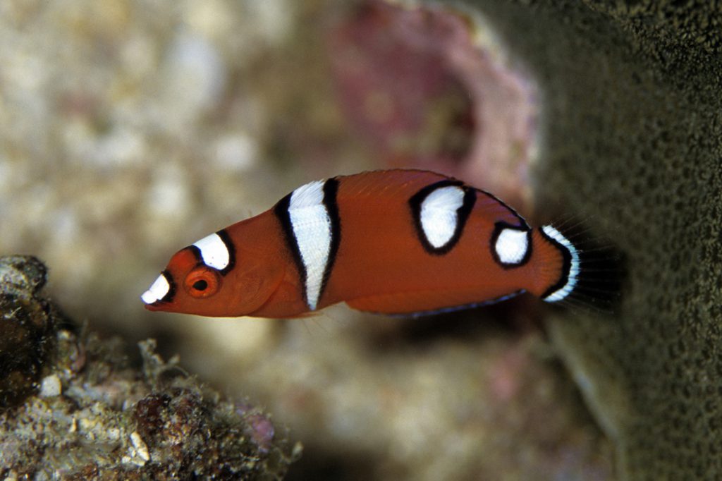 Giovane Coris cuvieri, pesce tropicale dal corpo arancione con macchie bianche bordate di nero, fotografato vicino al reef.