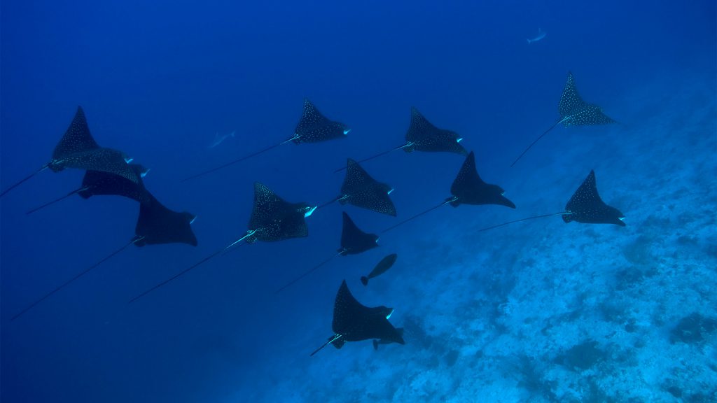 crociera-subacquea-maldive-pasqua