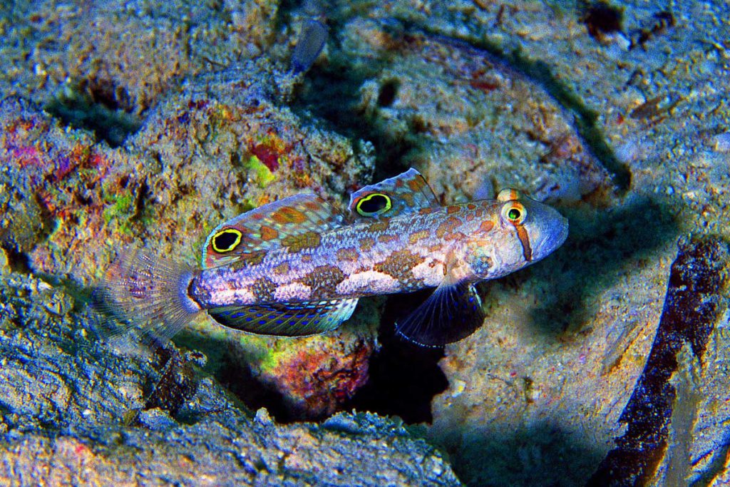 Un Gobide biocellato (Signigobius biocellatus) su un fondale sabbioso, con le sue caratteristiche pinne dorsali ornate da due grandi ocelli neri cerchiati di giallo. Questo pesce tropicale monogamo e territoriale è diffuso nel Pacifico Occidentale e predilige habitat sabbiosi e lagunari.