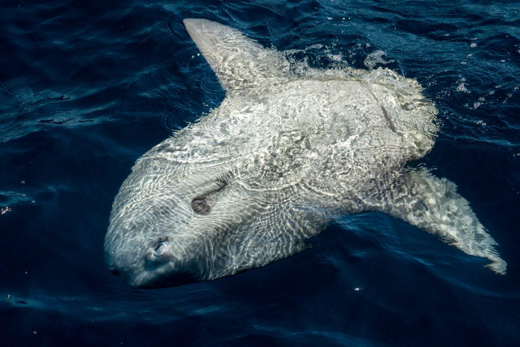 immersioni con il mola mola
