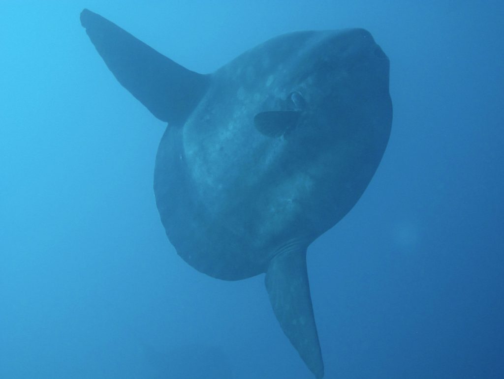 mola mola oceanico lembongan subacquea