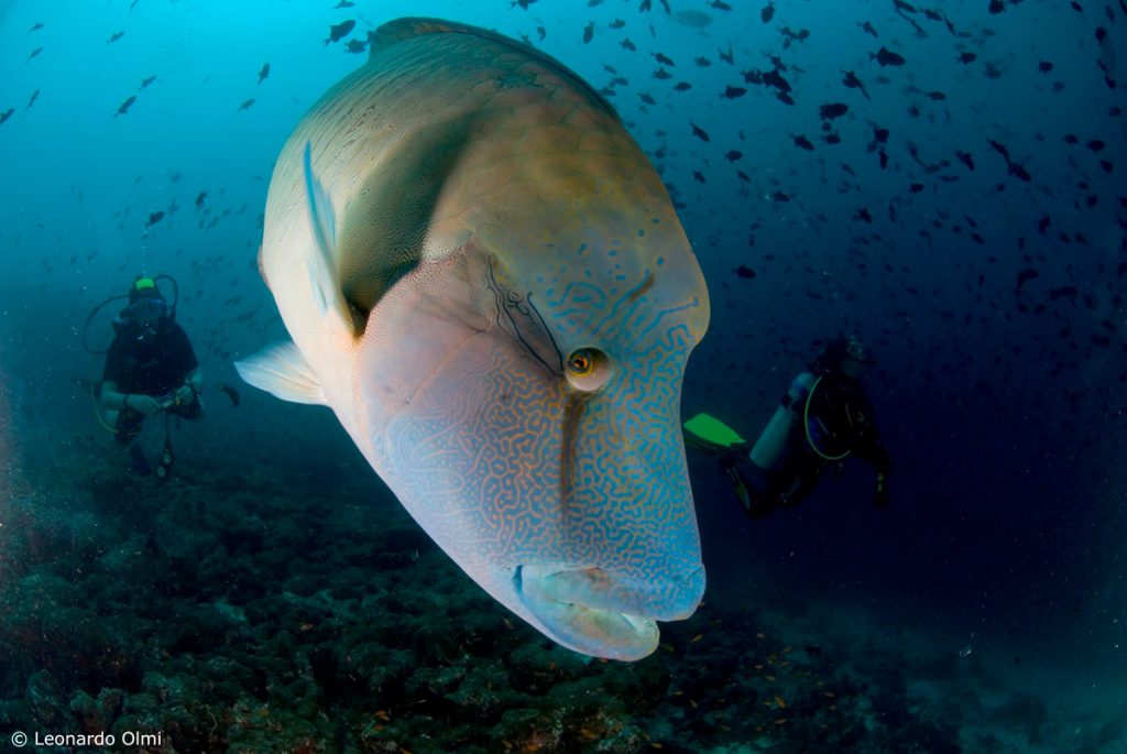 Pesce Napoleone in primo piano con subacquei sullo sfondo a Maaya Thila, Maldive
