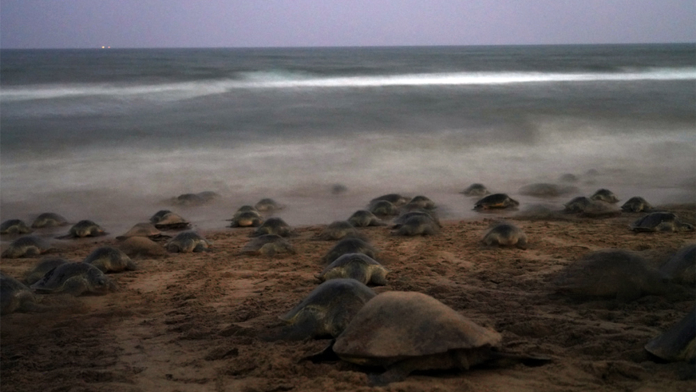 Tartarughe olivacee sulla spiaggia di notte, con il mare sullo sfondo, mentre scavano nidi per deporre le uova.