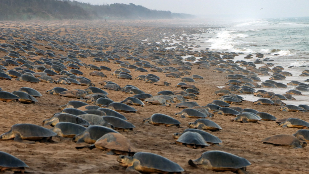 Migliaia di tartarughe olivacee affollano la spiaggia di Rushikulya, India, per la loro nidificazione di massa annuale.