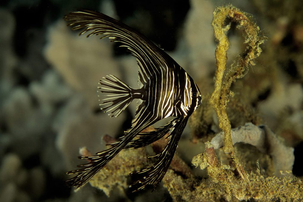Platax batavianus giovane, pesce tropicale con lunghe pinne frastagliate e livrea scura a strisce bianche, fotografato vicino al reef.
