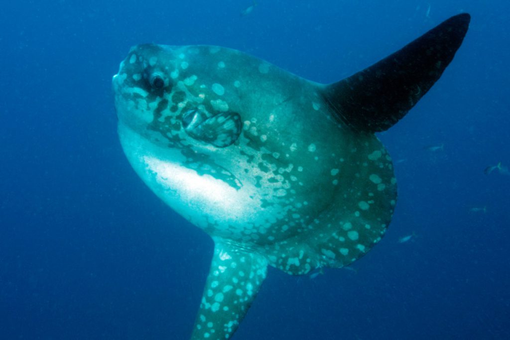 subacquea indonesia con pesce luna