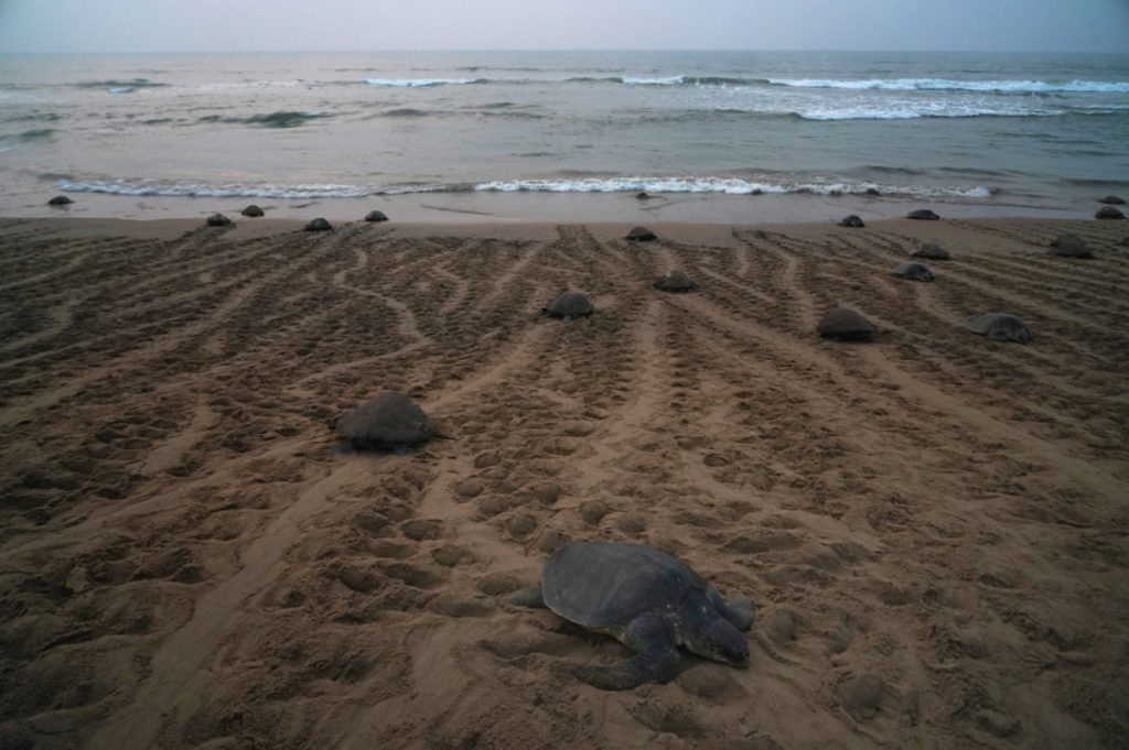 Tartarughe olivacee sulla spiaggia lasciano profonde tracce nella sabbia mentre si dirigono verso il mare dopo la deposizione delle uova.