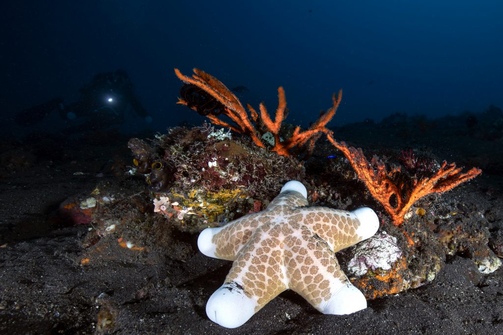 stella marina immersioni geometrie marine