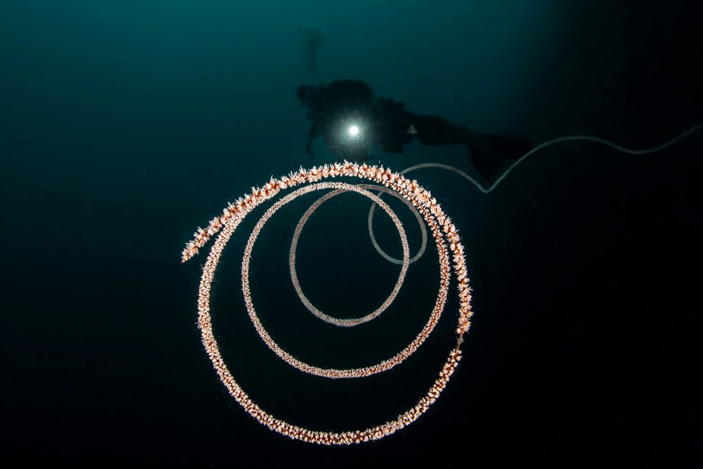 Un subacqueo fotografa una spirale marina, probabilmente un corallo frusta ricoperto di piccoli polipi, che si avvolge elegantemente nell'acqua scura e profonda. La scena è illuminata dalla torcia del sub, creando un contrasto drammatico e mettendo in risalto la struttura elicoidale e la texture dell'organismo.