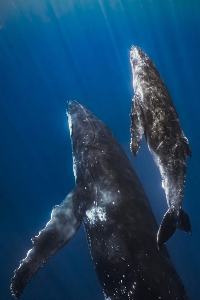 Due megattere, una adulta e un cucciolo, nuotano insieme nell'oceano blu profondo, illuminate dalla luce solare filtrata dall’acqua Nuotare balene apnea