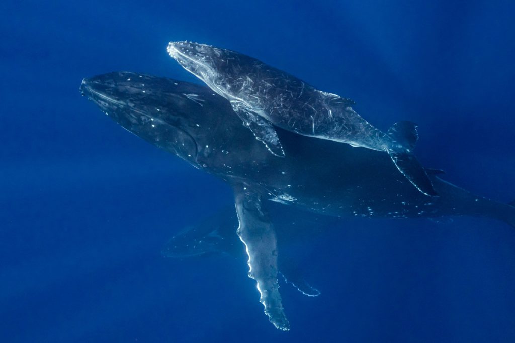 nuotare con megattere, una adulta e un cucciolo, nuotano insieme nell'oceano blu profondo