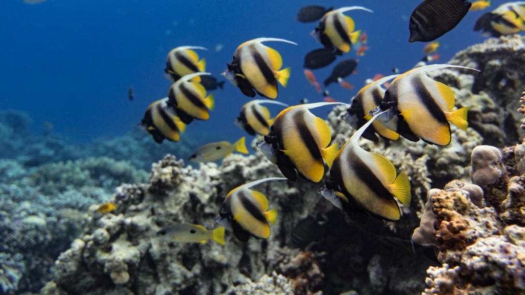 crociera mar rosso last minute ocenara