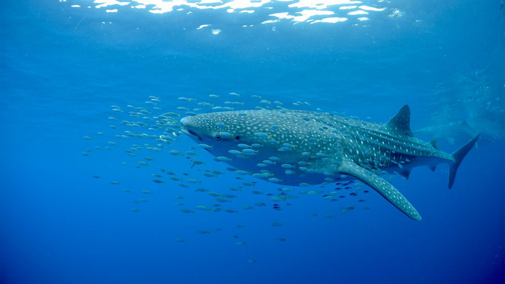 dewi nusantara indonesia offerta squali balena