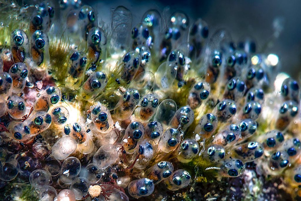 immersioni sfere embrioni riproduzione marina