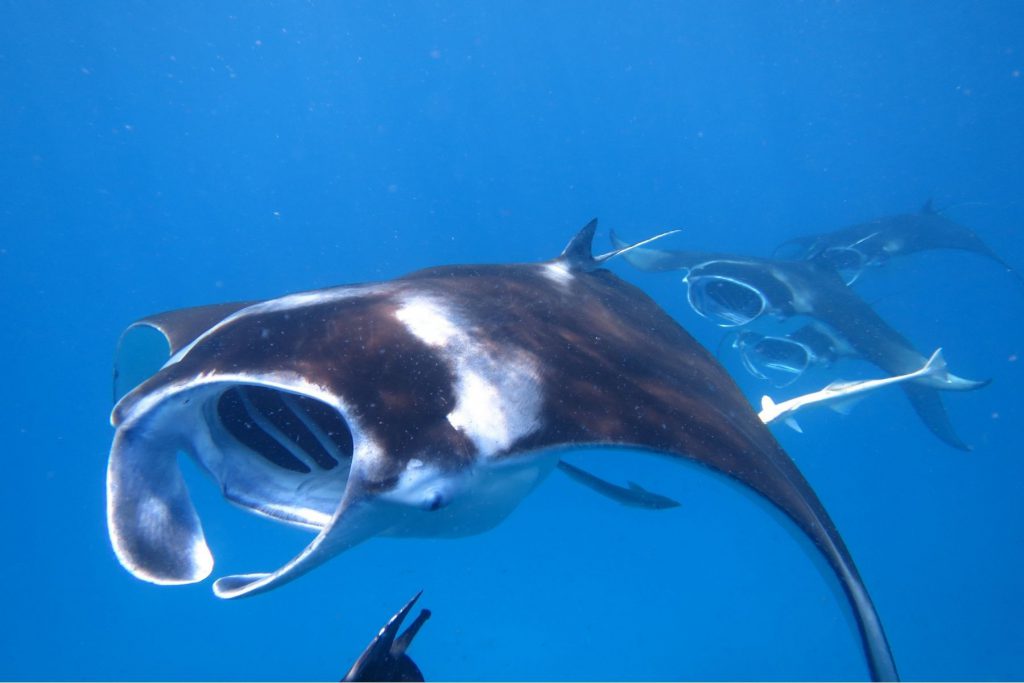 manta crociera sub maldive con nosytour