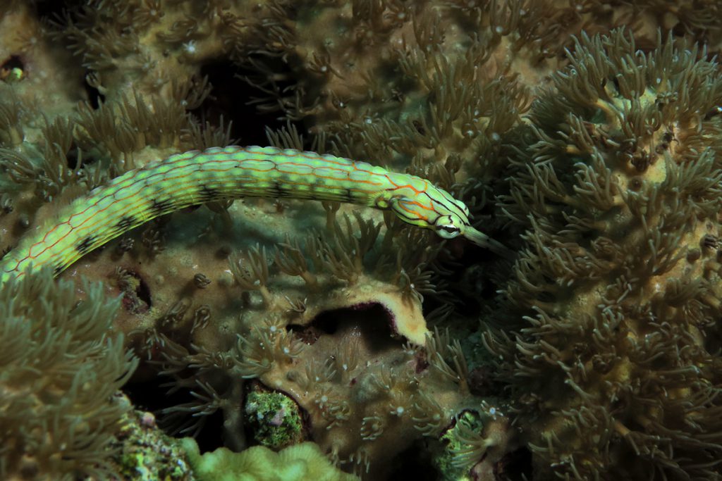 Pesce ago verde nel mare delle Visayas Filippine