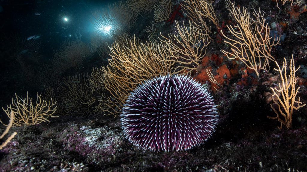 Riccio di mare con simmetria radiale fotografato su fondale roccioso con gorgonie, esempio di geometria funzionale negli organismi marini