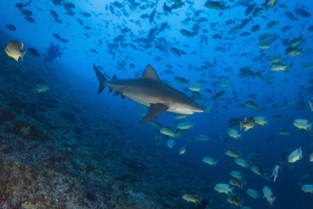 Squalo con gruppo di orate nel mare della Micronesia subacquea
